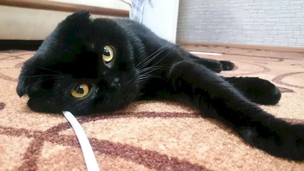 Schottische Meerkatze schwarz