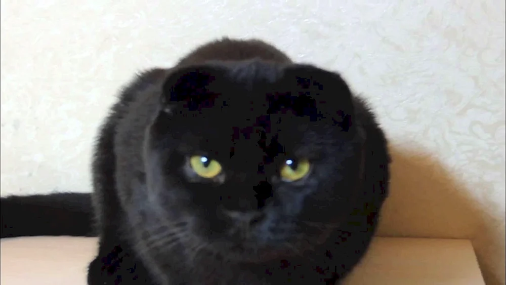 Schottische Meerkatze schwarz