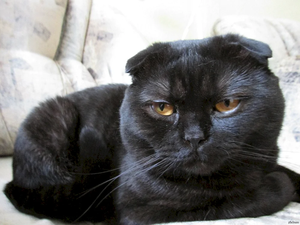 Schottische Meerkatze schwarz