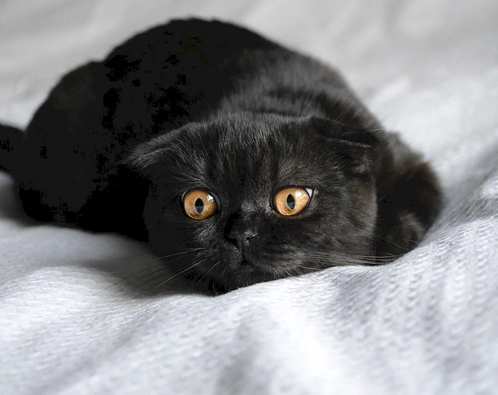 Schottische Schopfkatze schwarz