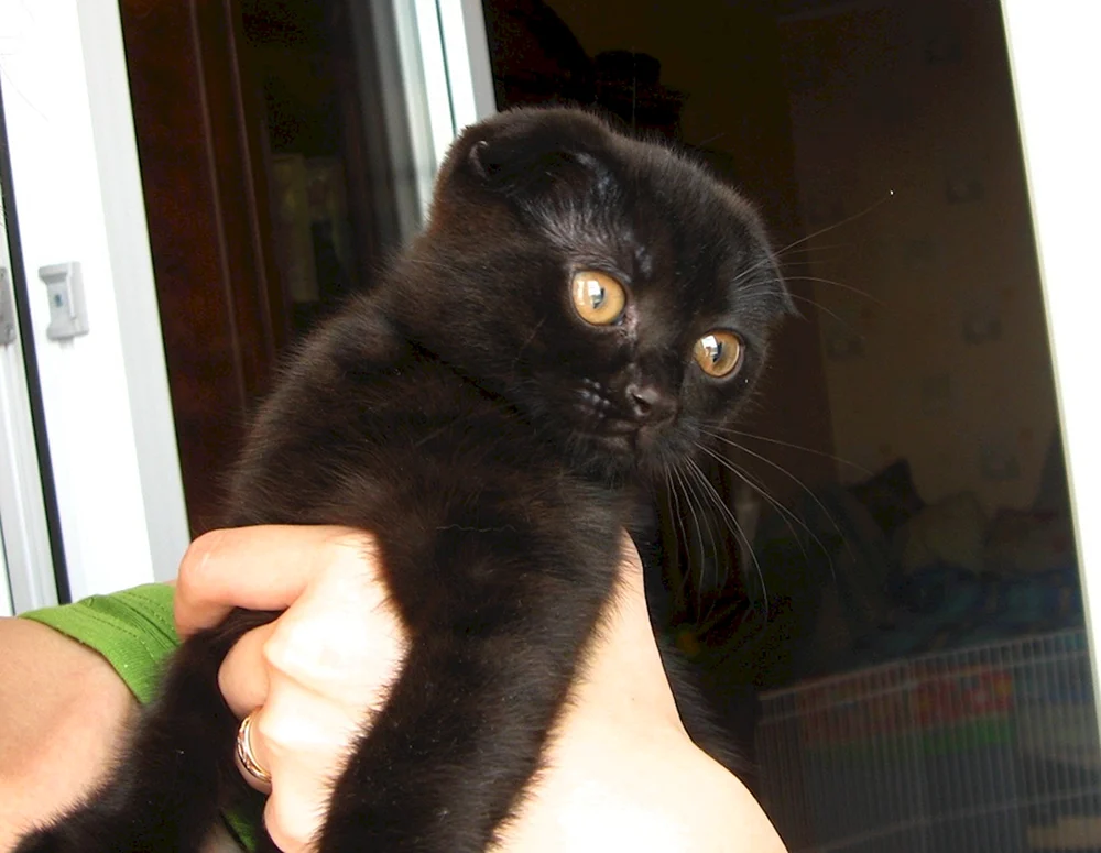 Schottische Scottish Fold schwarz