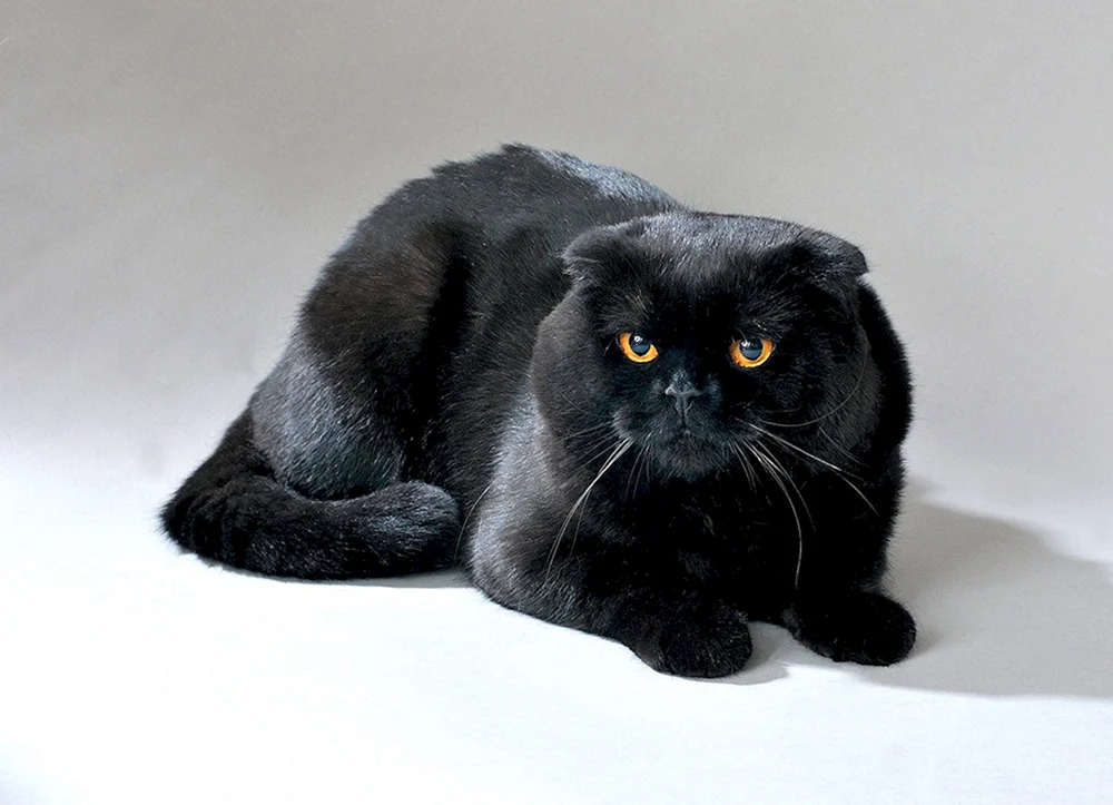 Schottische Fleckenkatze schwarz