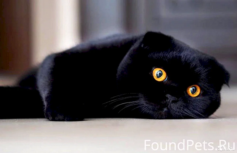 Schottische Schopfkatze schwarz