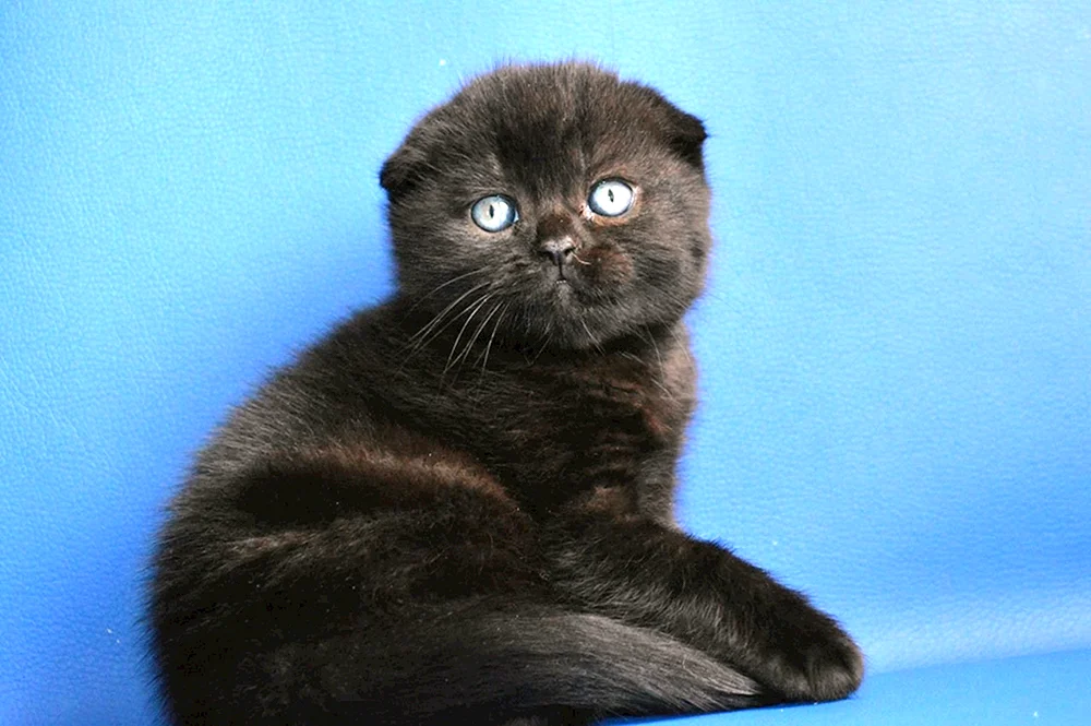 Schottische Schopfkatze schwarz