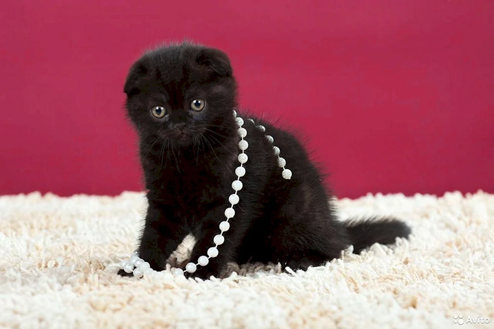 Schottische Meerkatze schwarz
