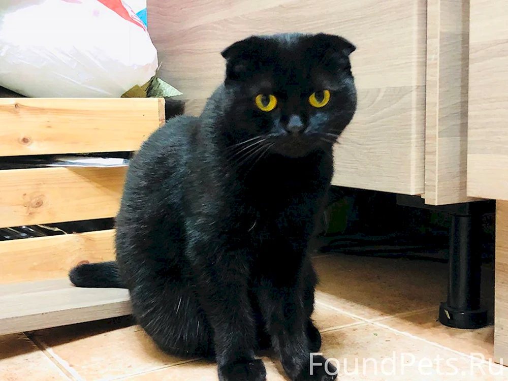 Schottische Meerkatze schwarz