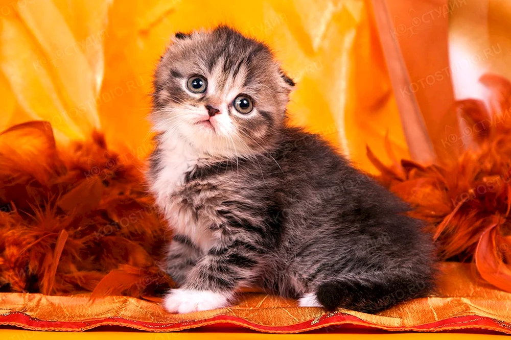 Schottische Schopfkatze