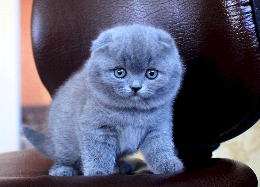 Schottische Fleckenkatze blau