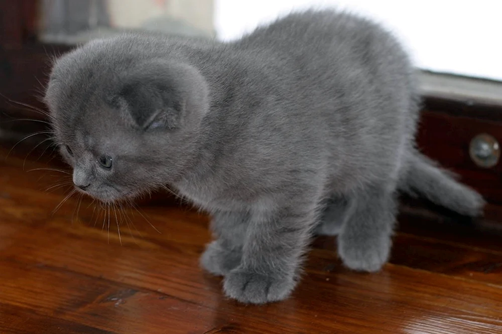 Schottische Lop-Ohr Katze blau