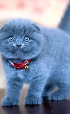 Schottische Fleckenkatze blau