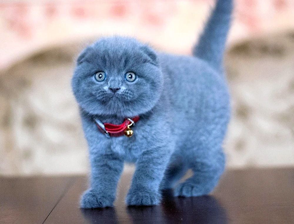Schottische Fleckenkatze blau