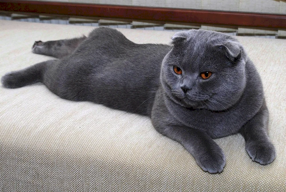 Schottische Fleckenkatze blau