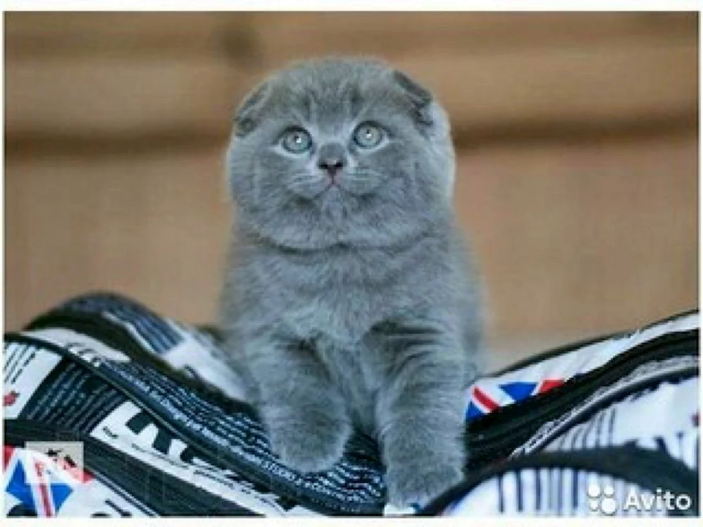 Schottische Fleckenkatze blau
