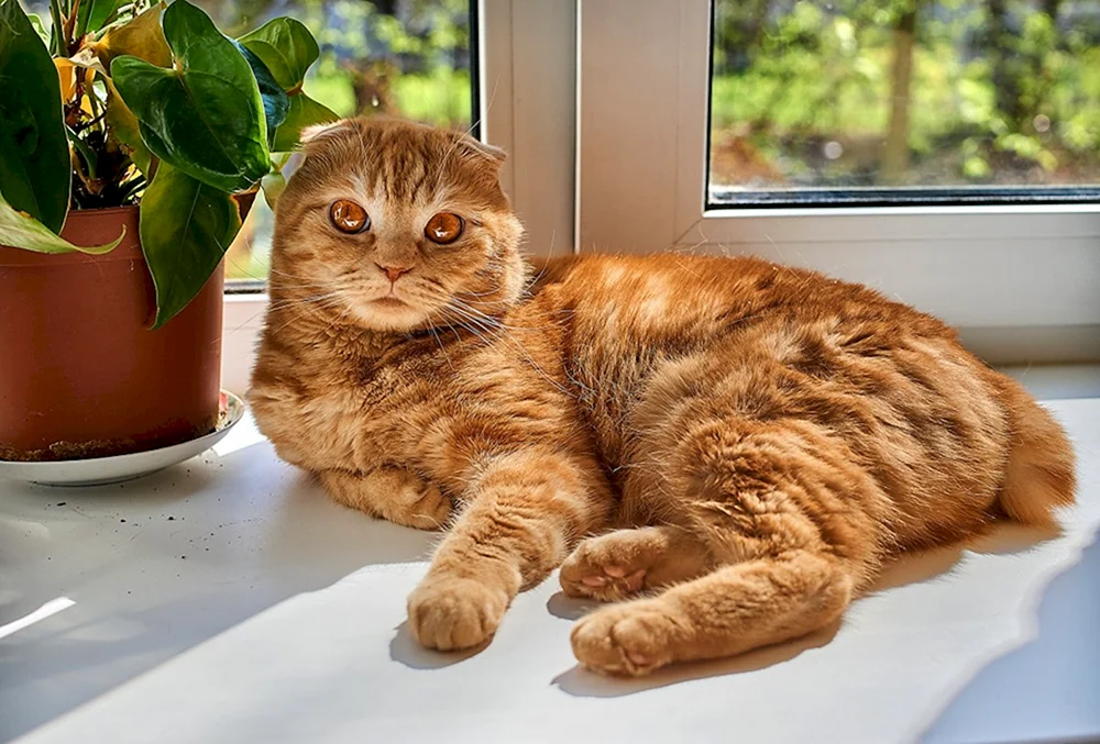 Schottisch lop Katze