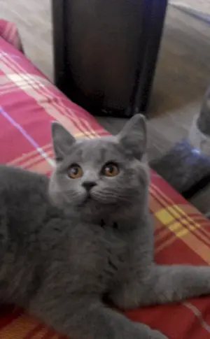 Schottische Mestizenkatze Mestizo