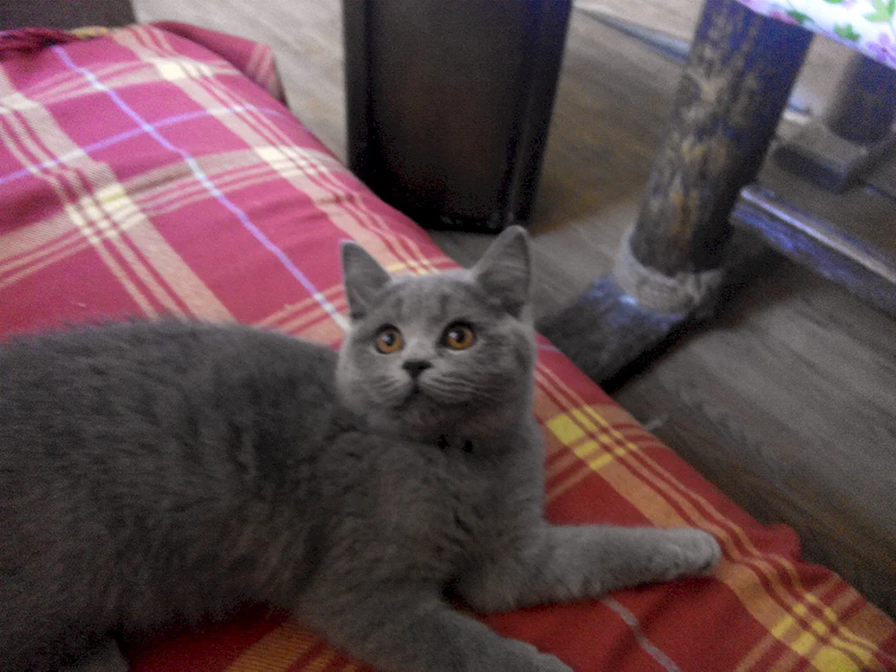 Schottische Mestizenkatze Mestizo