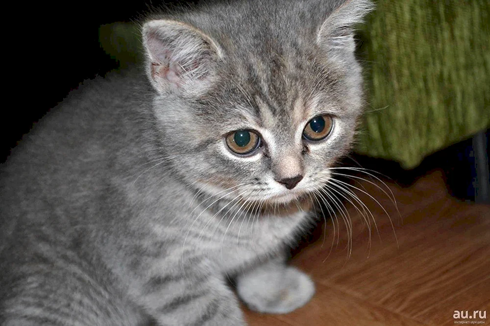 Schottische Mestizenkatze Mestizo