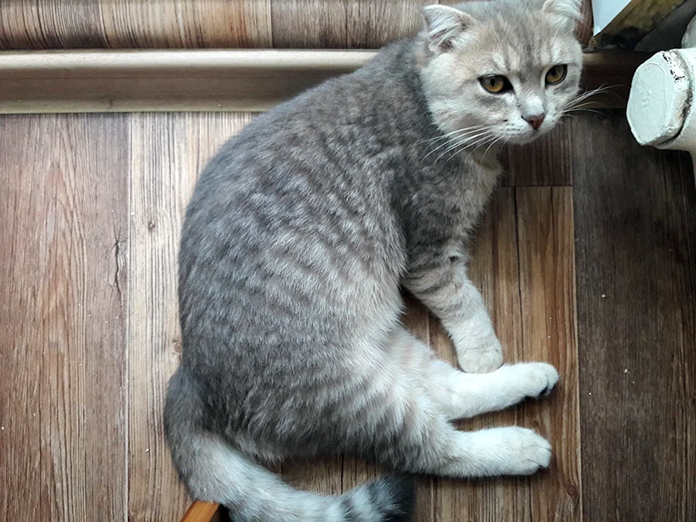Schottische Mestizo-Katze mit Hängeohren