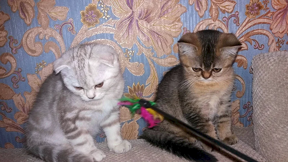 Schottische Mestizo-Katze mit Hängeohren