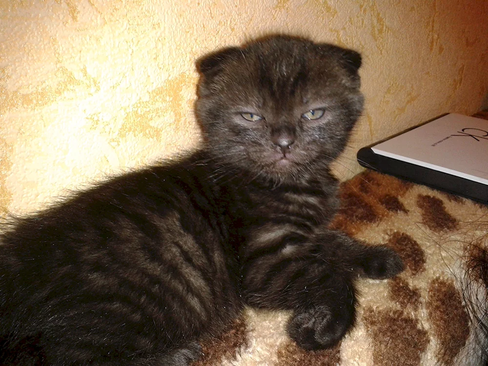 Britische und schottische Mischkatzen