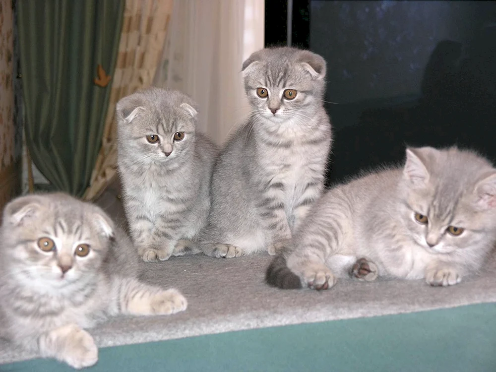 British lop cat métis