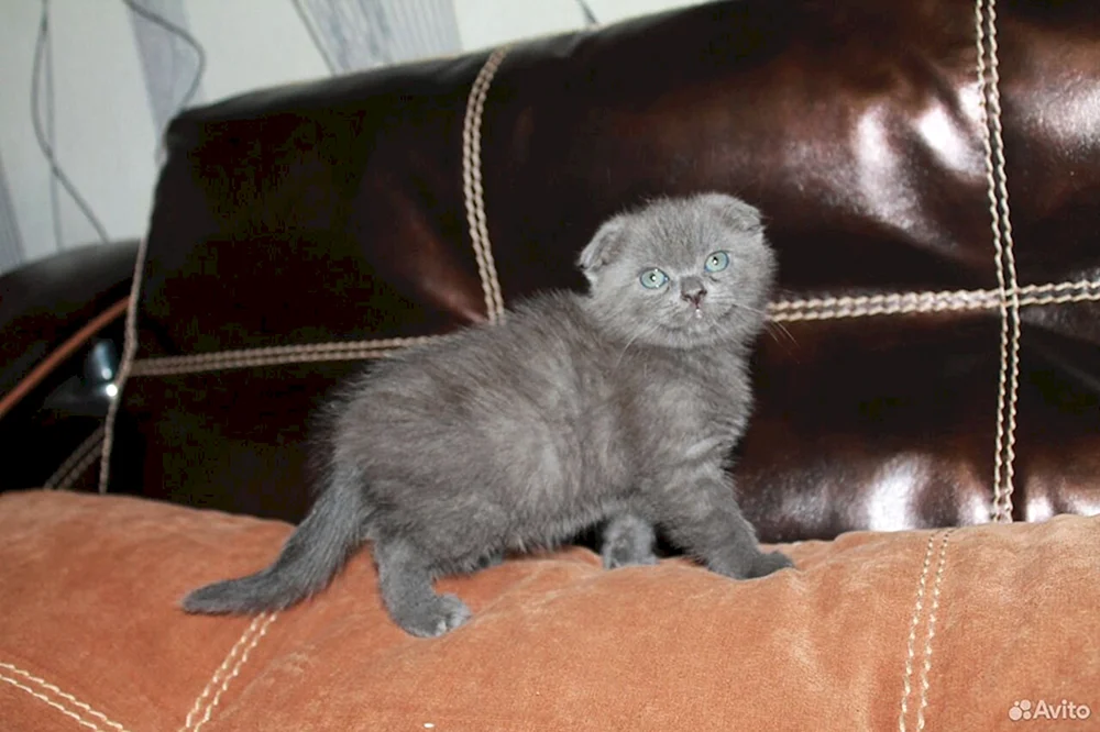 British lop cat mix