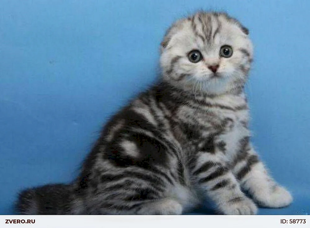 Schottisch lop gestromte Katze lop cat