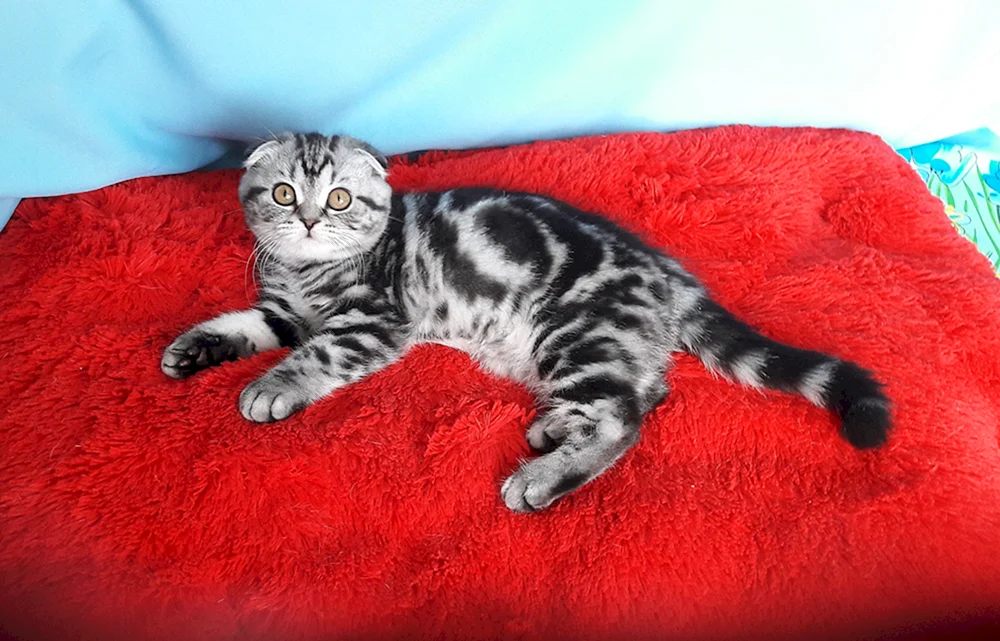 Scottish Fold Marbled
