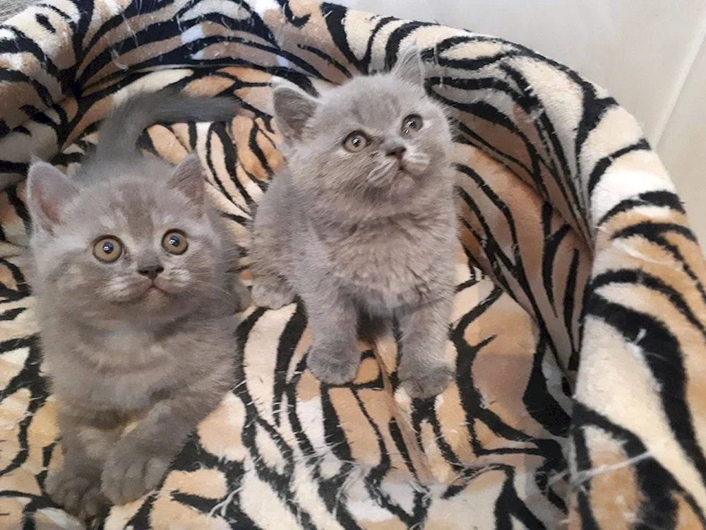 Schottische Mestizenkatze Mestizo
