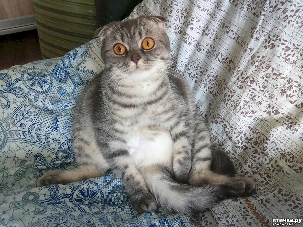 Schottische Mestizenkatze Mestizo