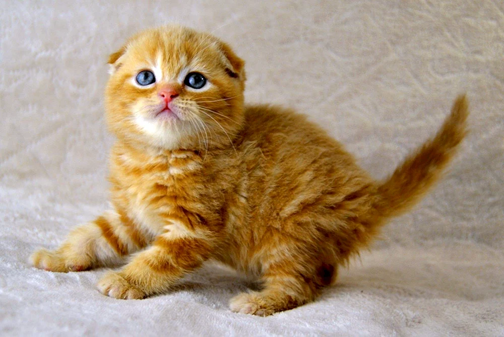 Schottische Schopfohr Katze rot
