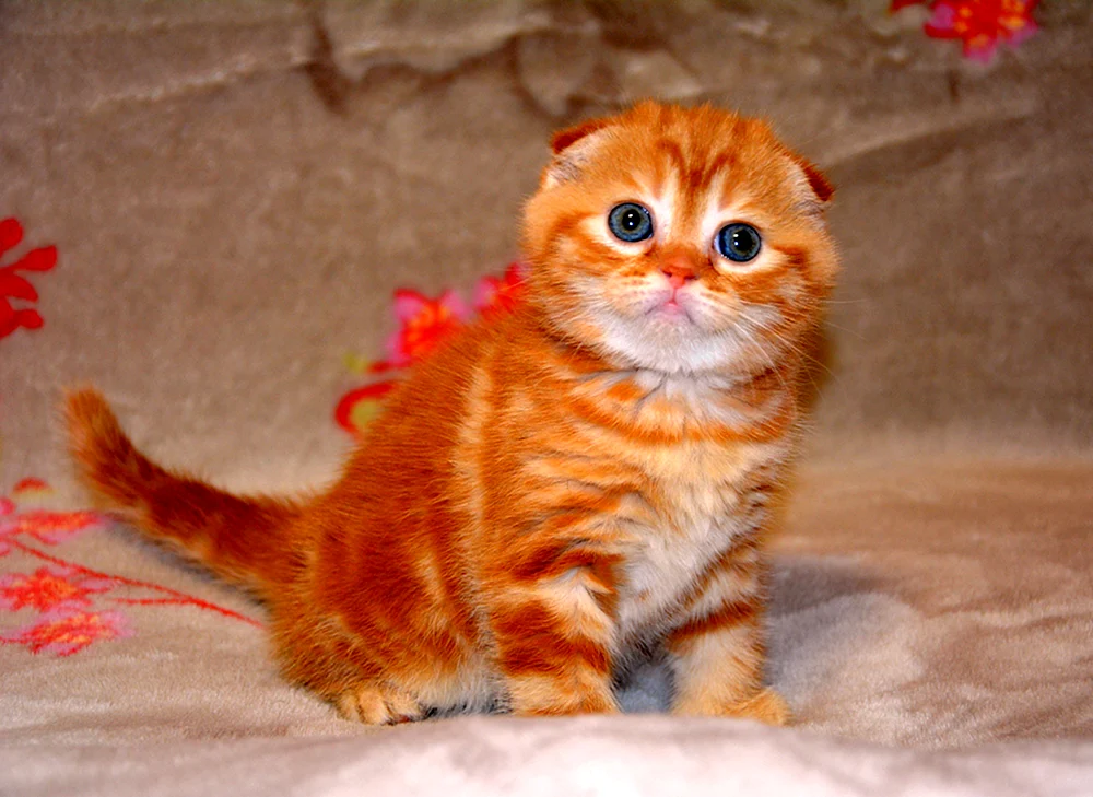 Schottische Katze Scottish Fold Schottische Schopfkatze rothaarig