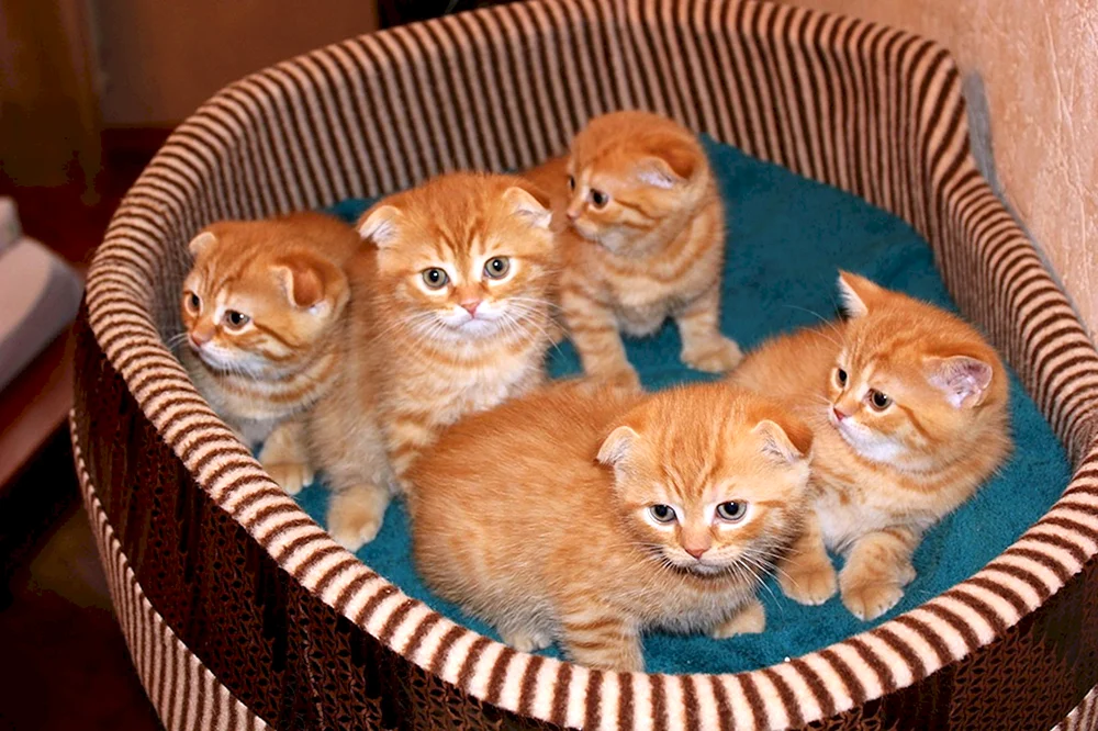Scottish Fold Schottische Schopfkatze rothaarig