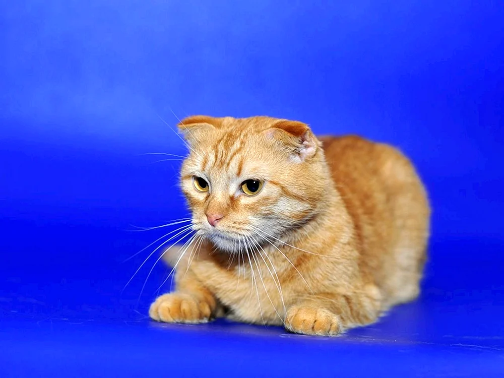 Schottische Lop Katze Ingwer