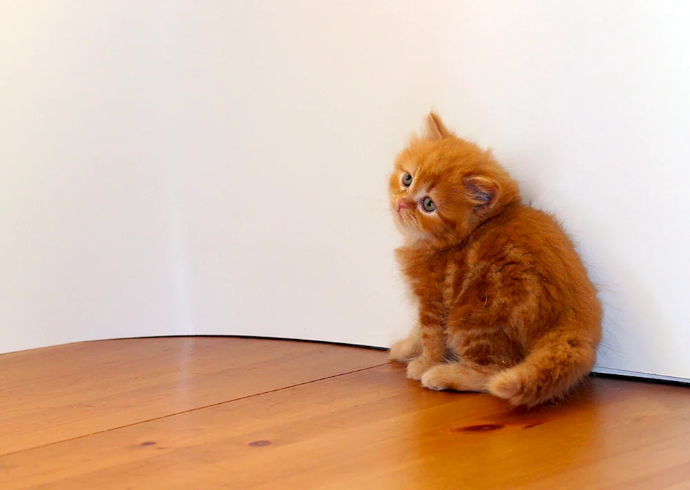 Schottische Lop-Katze rot