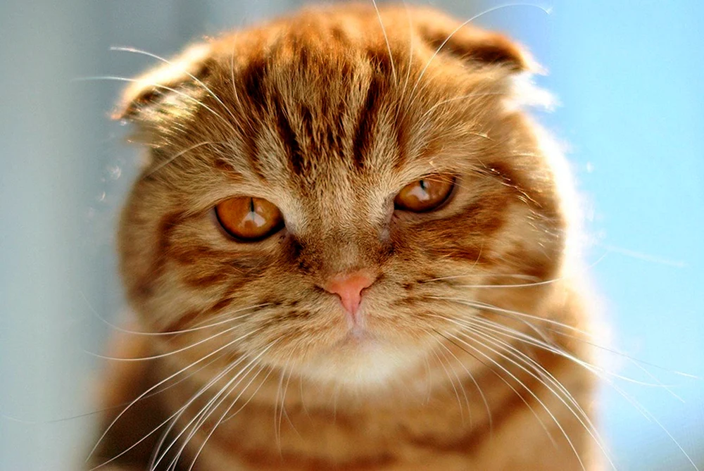 Schottische Lop Katze rot