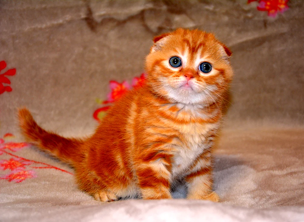 Schottische Lop-Katze rot
