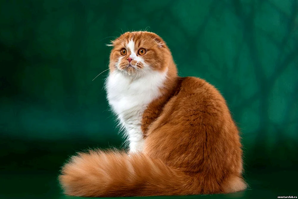 Schottische Lop-Katze rot