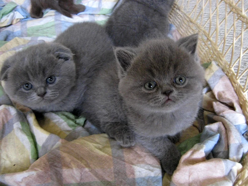 Schottische Mestizo-Katze mit Hängeohren