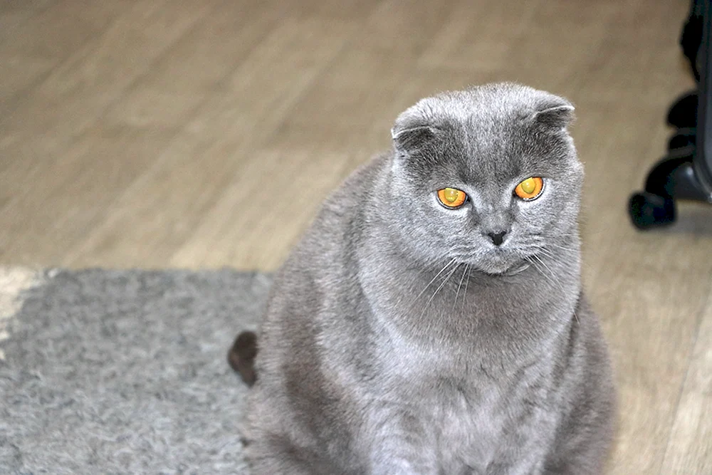 Blaues Schopfohr britisch