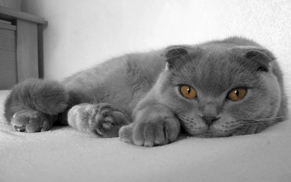 Britische Fleckenkatze