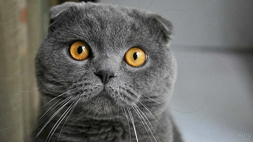 Fellkatze