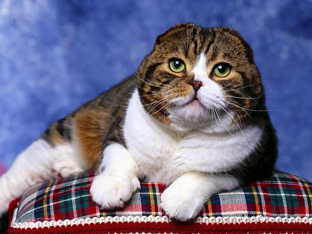 Schottische Schopfkatze schottisch