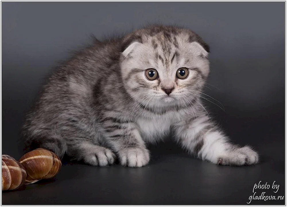 Schottische Schopfkatze