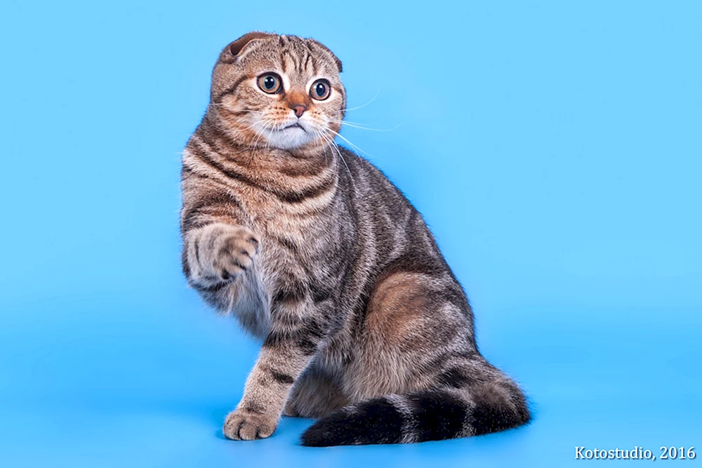 Schottisch lop gestromte Katze