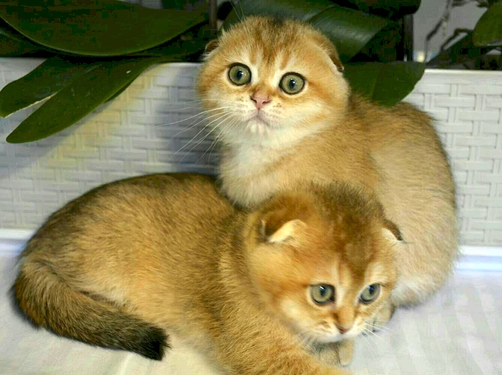 Goldenes Chinchilla lop