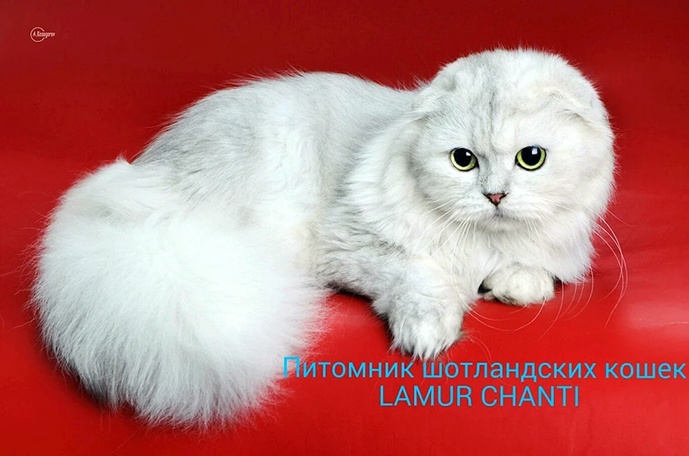 Britische Golden Chinchillakatze.