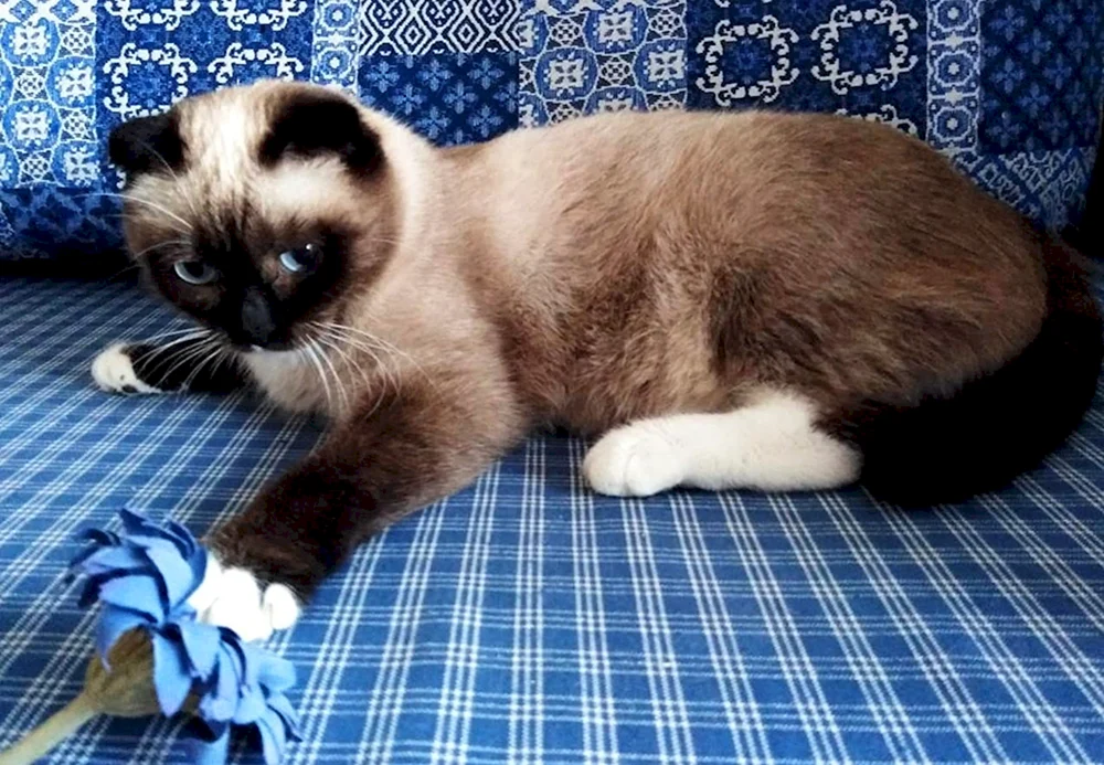 Siamese Scottish Scottish Fold