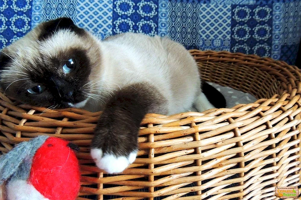 Scottish Lop Siamkatze