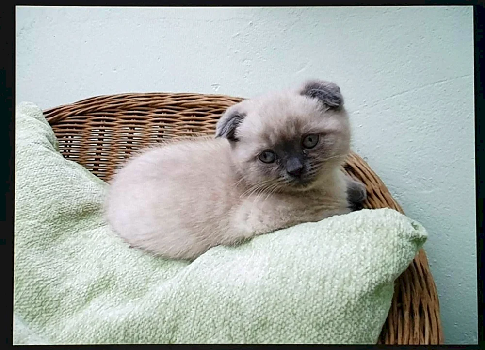Siamese lop cat